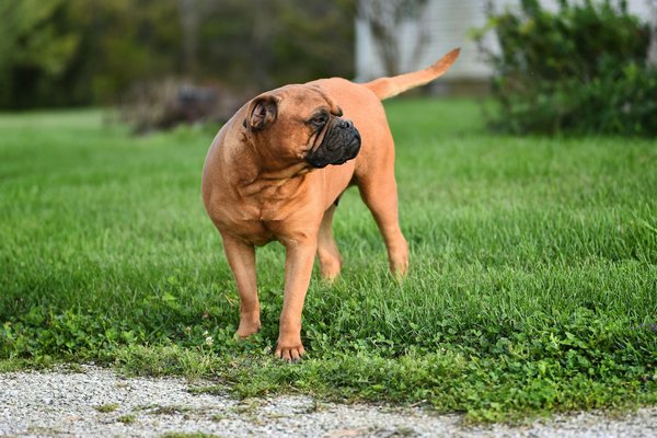 Comment introduire un régime alimentaire hypoallergénique à un chien de race Bullmastiff ?